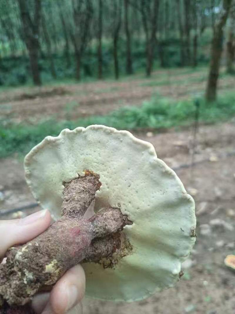 亦灵芝，产地货源，一手货源，品质保证，欢迎各地采购商来电