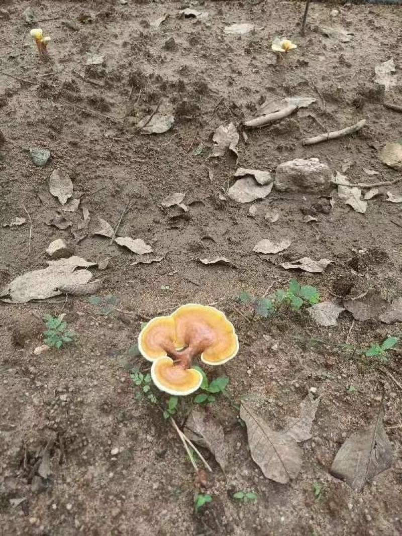亦灵芝，产地货源，一手货源，品质保证，欢迎各地采购商来电