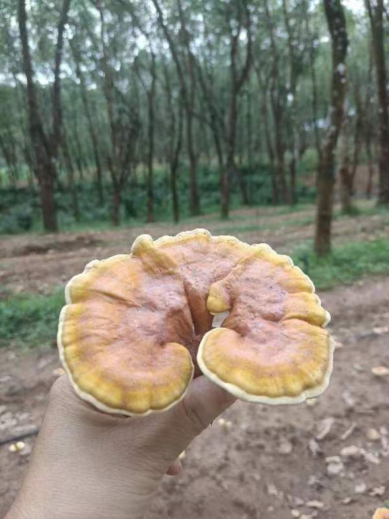 亦灵芝，产地货源，一手货源，品质保证，欢迎各地采购商来电