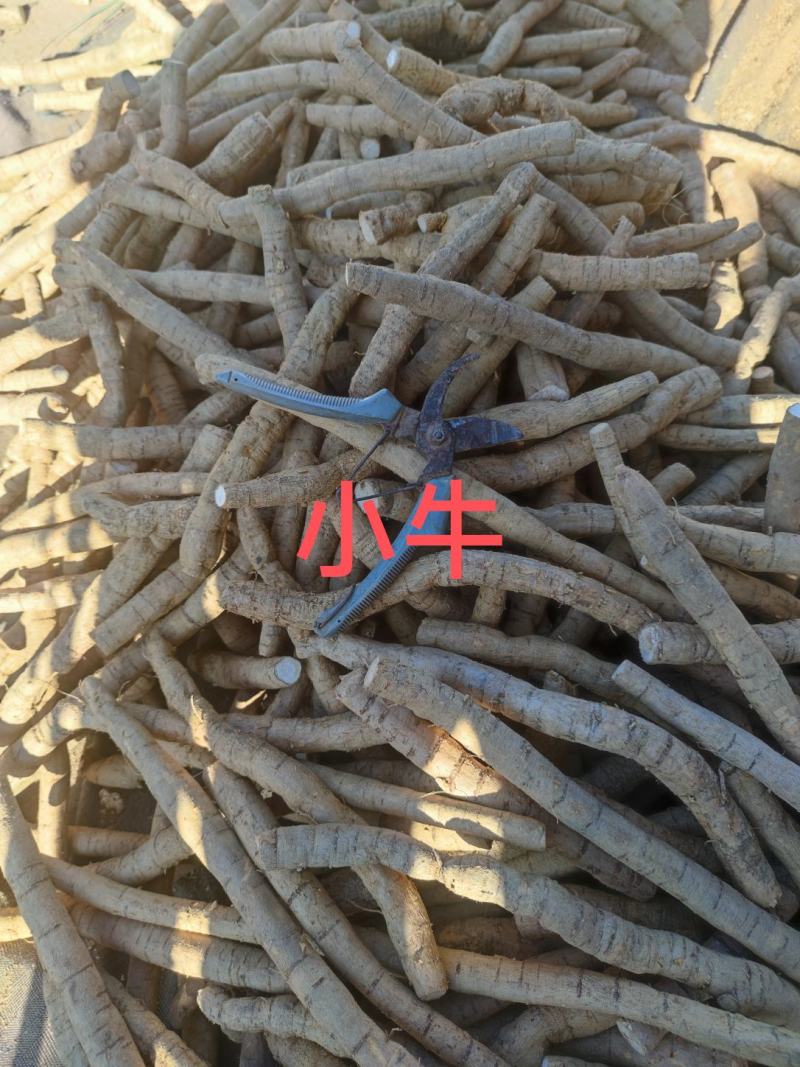 叶牛大力