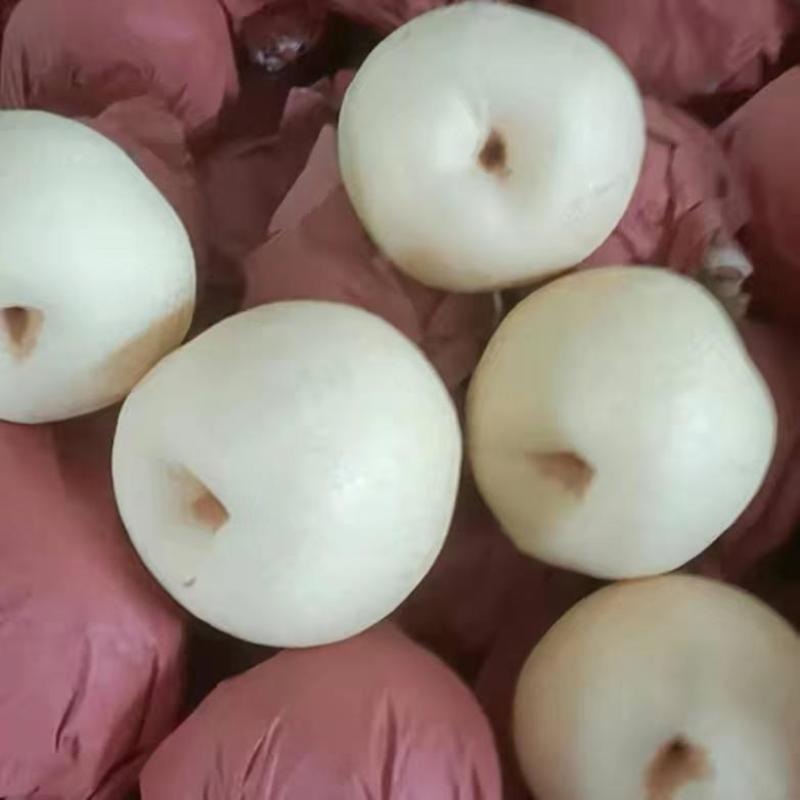 精品酥梨陕西一手货源诚信经营品质保证可视频看货