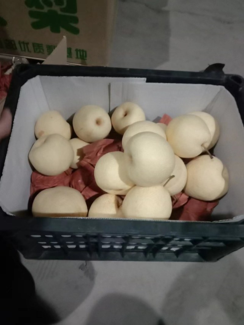 精品酥梨陕西一手货源诚信经营品质保证可视频看货