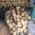 35大货莲藕，皮白肉嫩，个头大藕节圆，欢迎来电