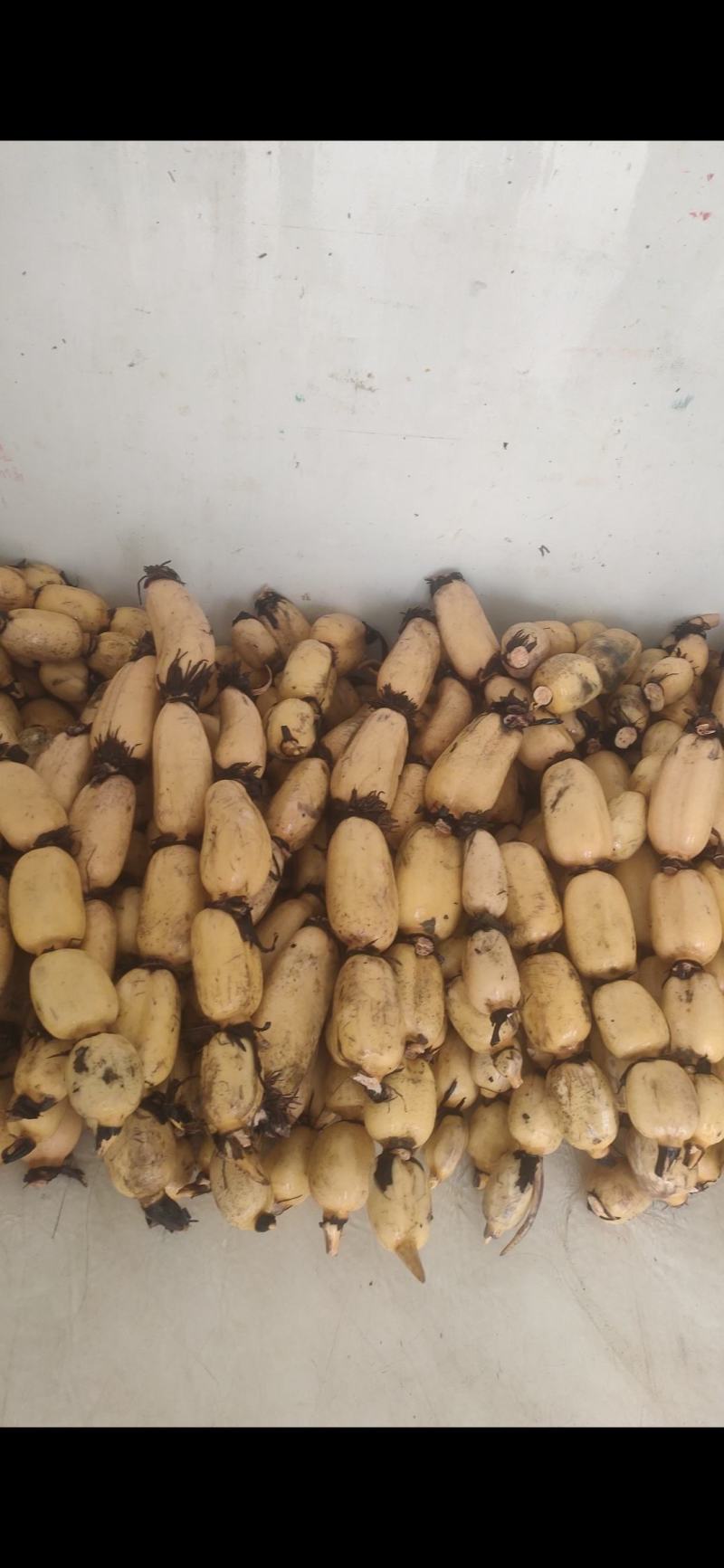 35大货莲藕，皮白肉嫩，个头大藕节圆，欢迎来电
