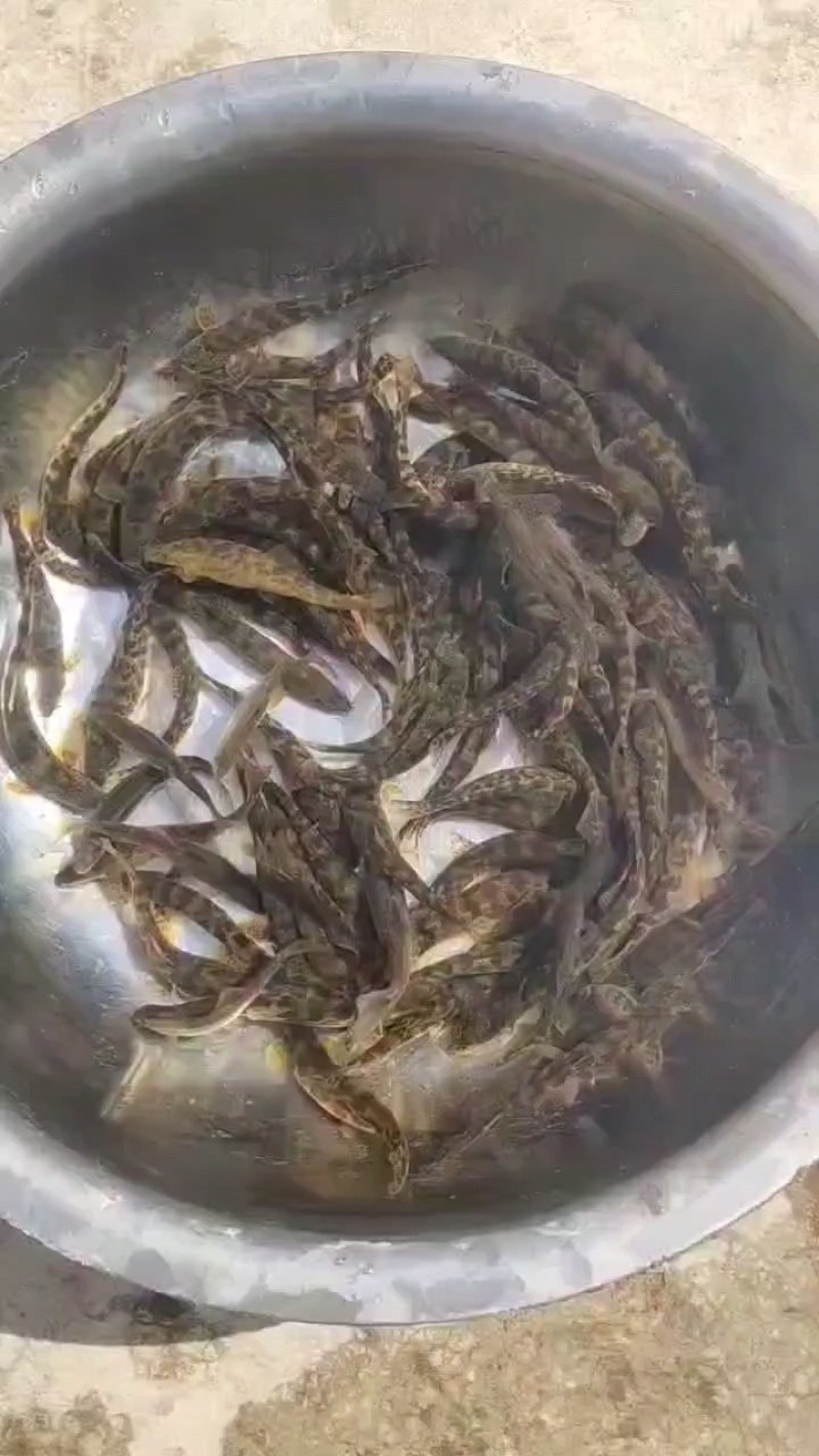 花泥鳅鱼川丁马口鱼肉质鲜美可口