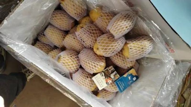 山东肥城市荷兰十五黄心土豆，二模光腚货，价格便宜