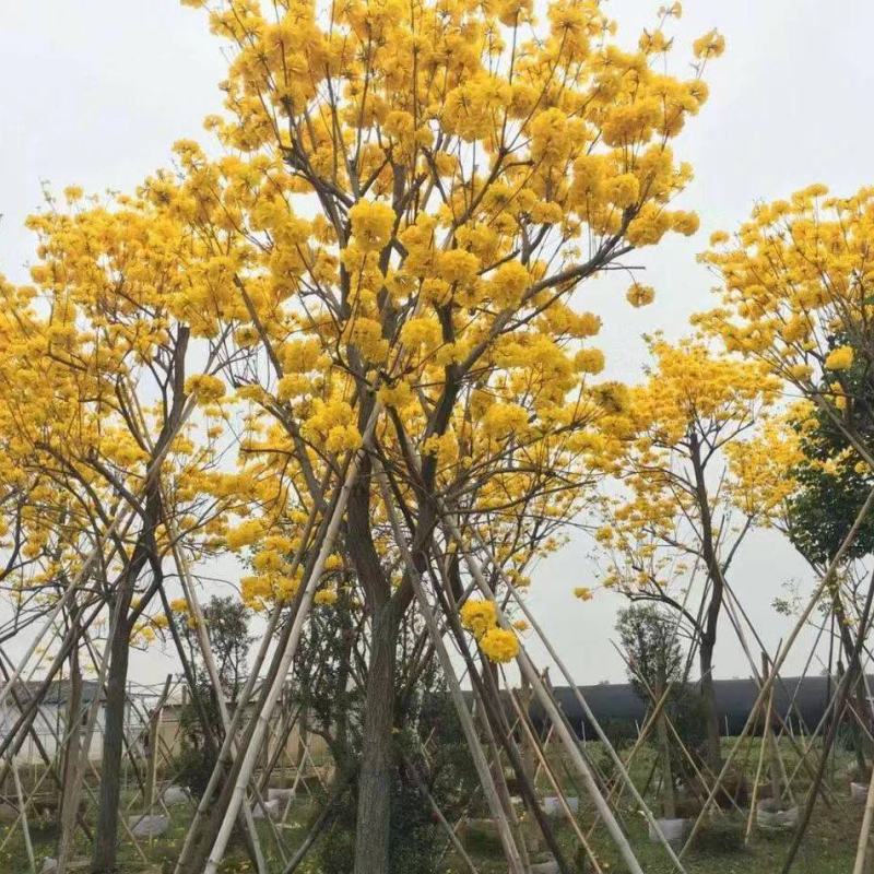 风铃木黄花紫花多花少花地苗容器苗福建基地