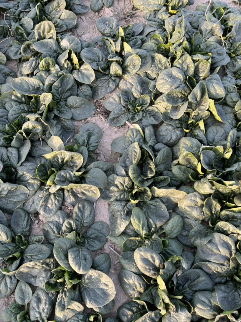进口精品大叶圆叶短杆趴地菠菜，质量自己看，手工很好