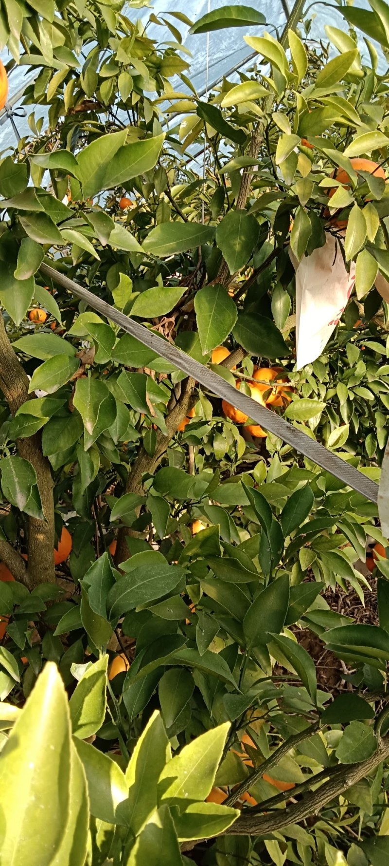 春见耙耙柑