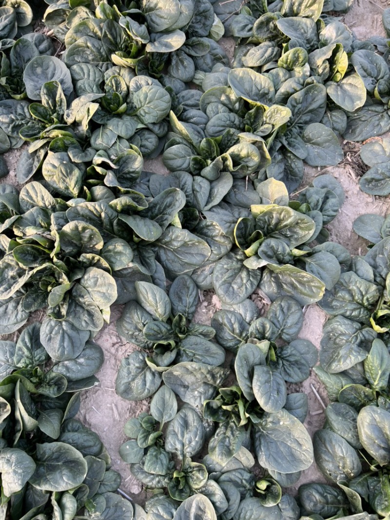 进口精品大叶圆叶短杆趴地菠菜，质量自己看，手工很好