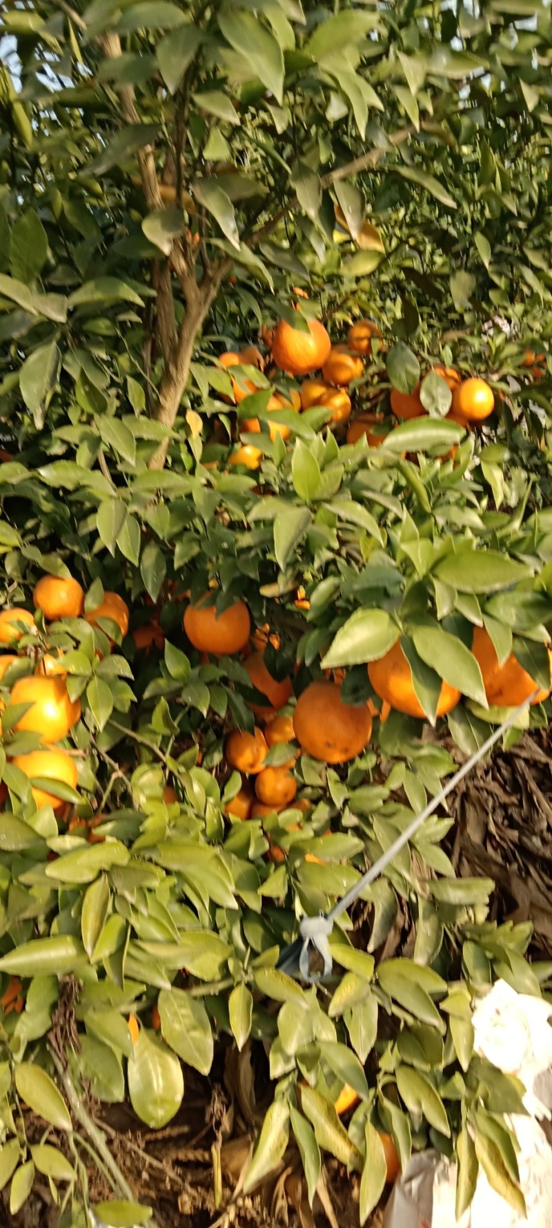 春见耙耙柑