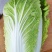湖北大白菜黄心大白菜