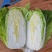 湖北大白菜黄心大白菜