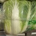 湖北大白菜黄心大白菜
