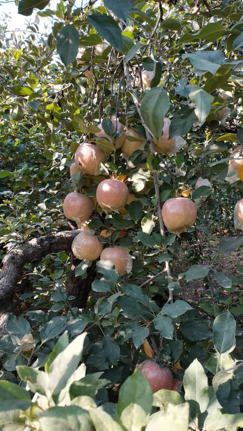 正宗大沙河红富士苹果皮薄汁多脆甜可口指定地区包邮