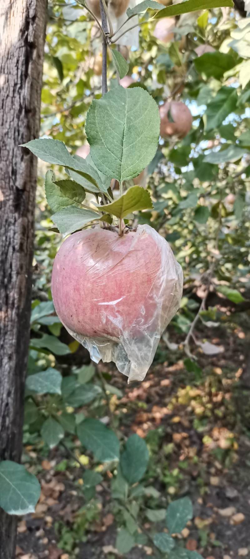 正宗大沙河红富士苹果皮薄汁多脆甜可口指定地区包邮