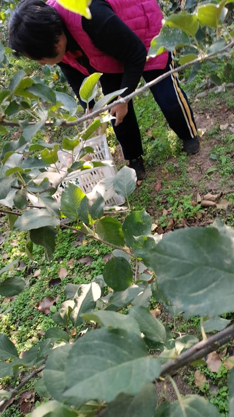 正宗大沙河红富士苹果皮薄汁多脆甜可口指定地区包邮