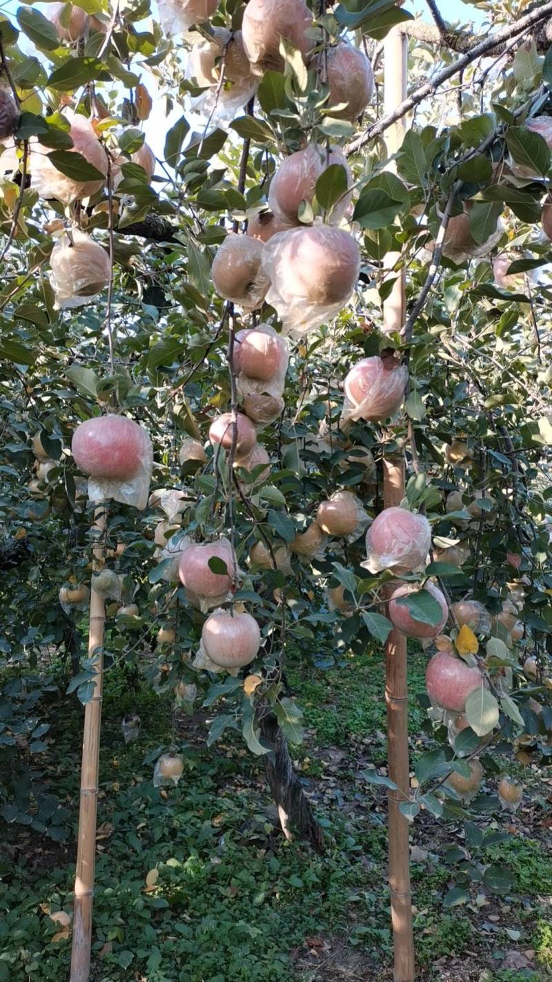 正宗大沙河红富士苹果皮薄汁多脆甜可口指定地区包邮