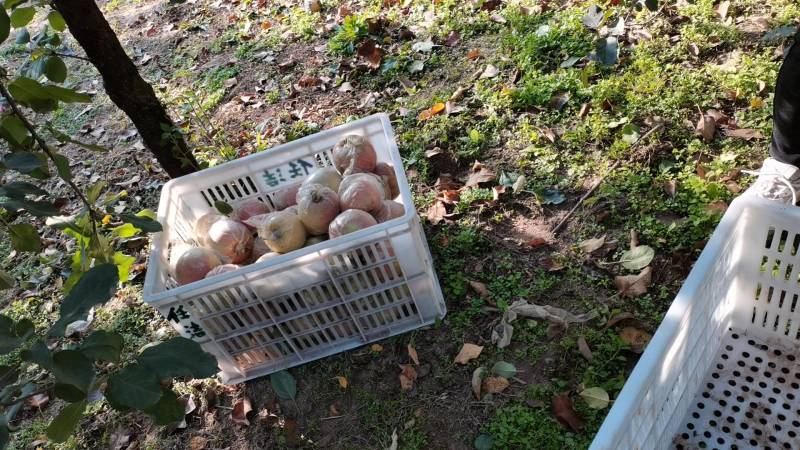 正宗大沙河红富士苹果皮薄汁多脆甜可口指定地区包邮