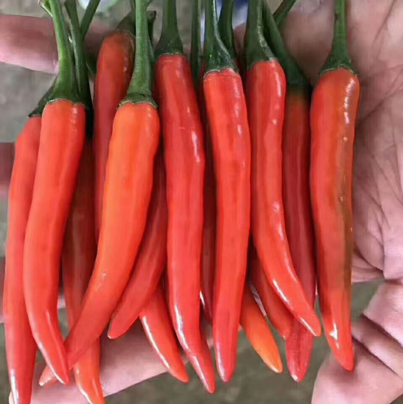 朝天椒苗小米椒苗辣椒苗泰系育苗基地直供
