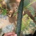 津秀黄瓜种子，深绿油亮，肉绿甜脆爽口，适合春秋大棚