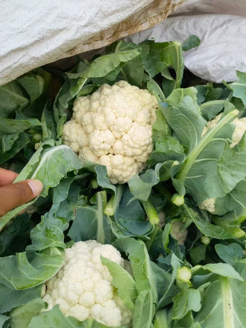 精品有机菜花基地直供货源充足