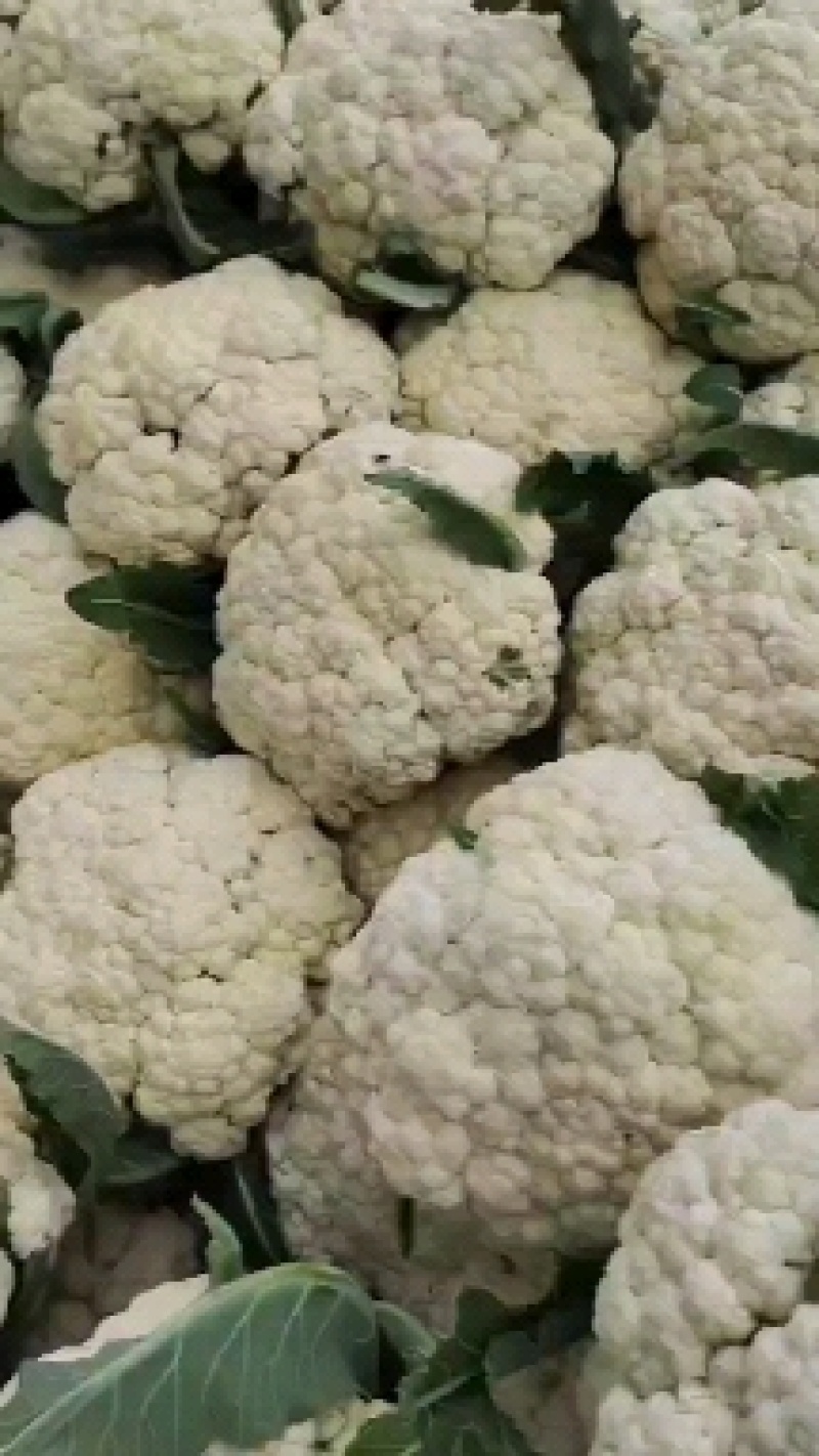 精品有机菜花基地直供货源充足