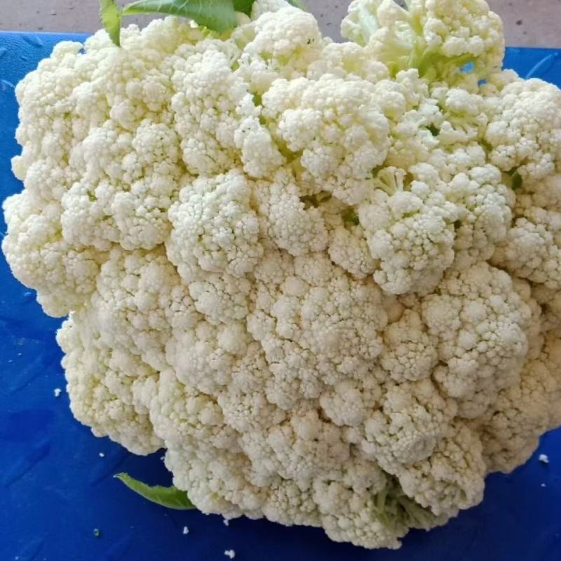 精品有机菜花基地直供货源充足