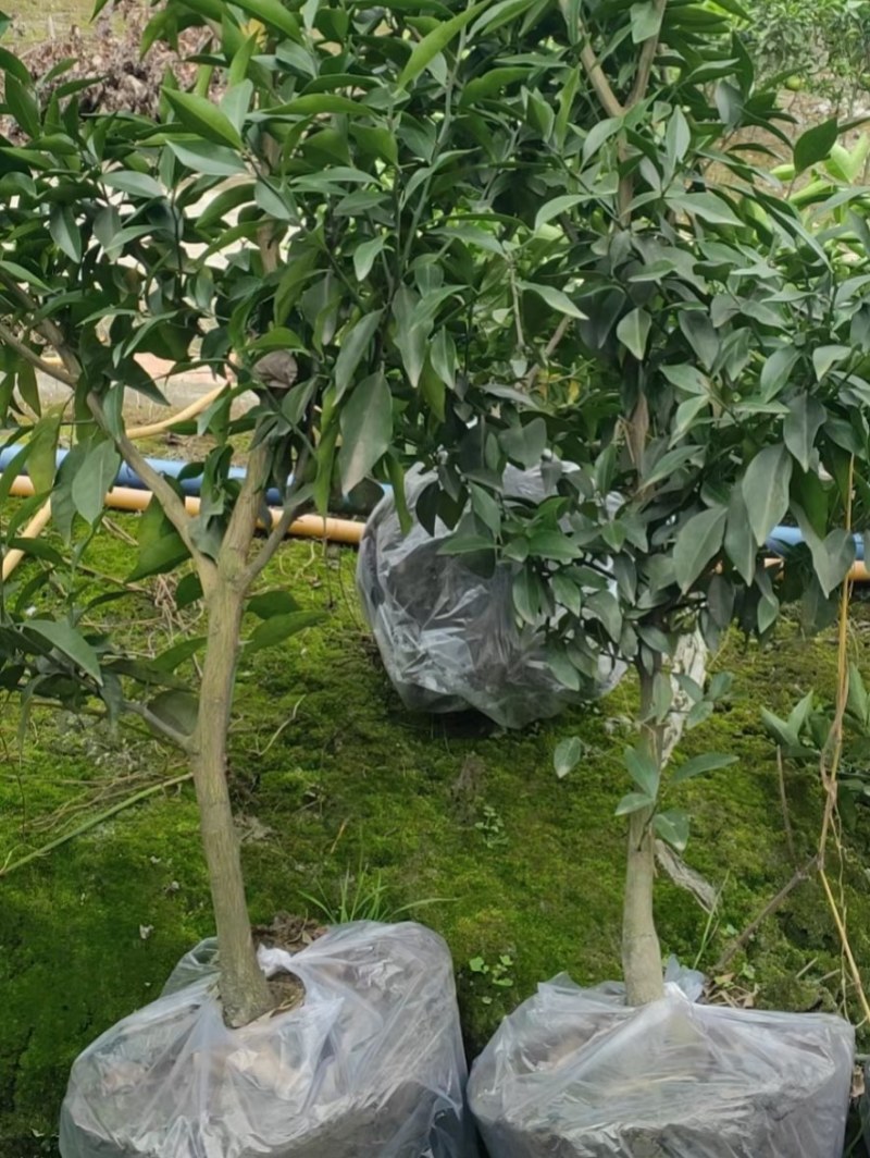 沃柑苗，沃柑大杯苗，沃柑苗大苗，四川苗品种纯