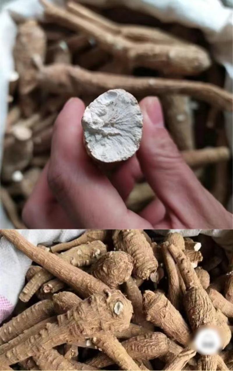 白芷