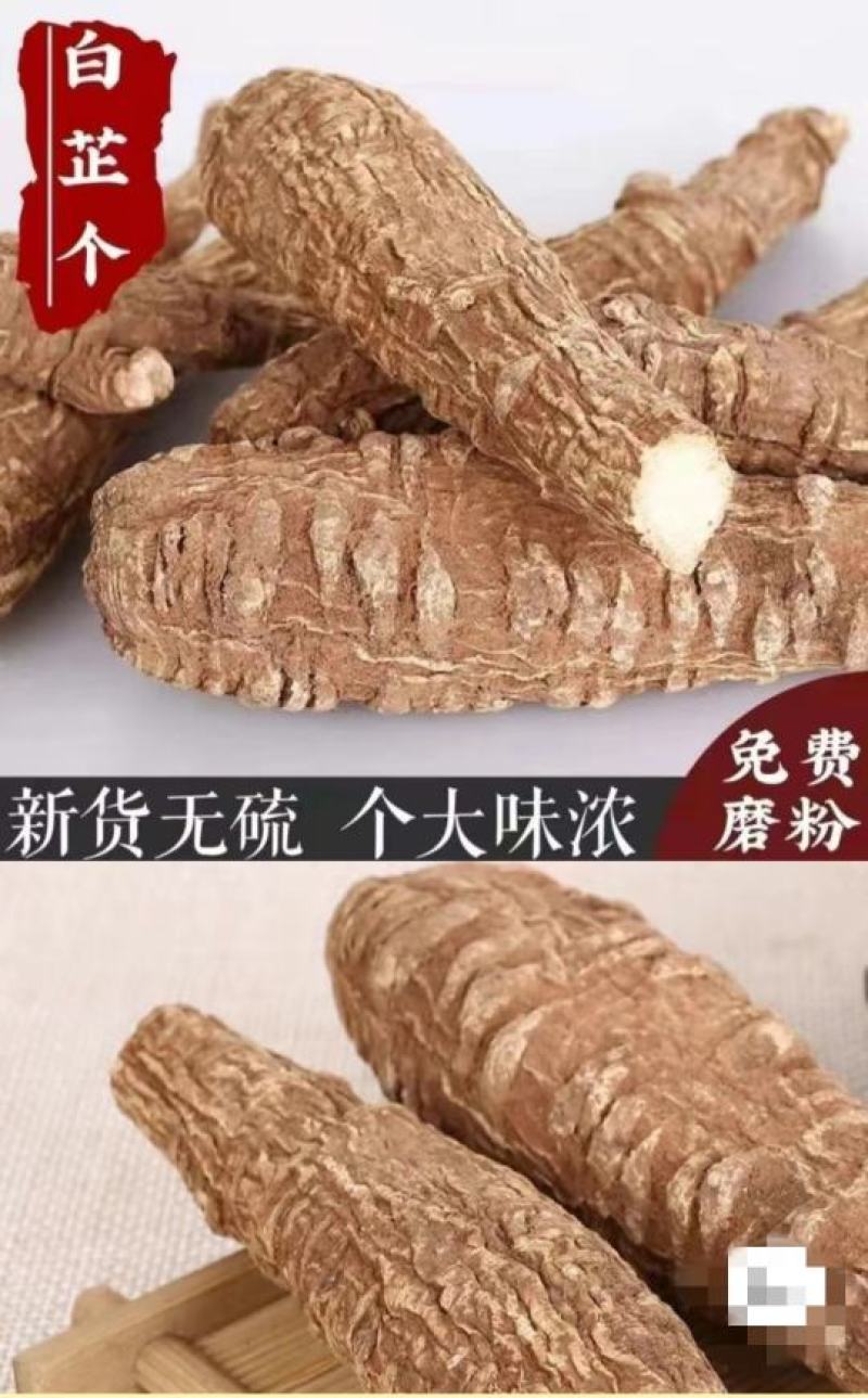 白芷