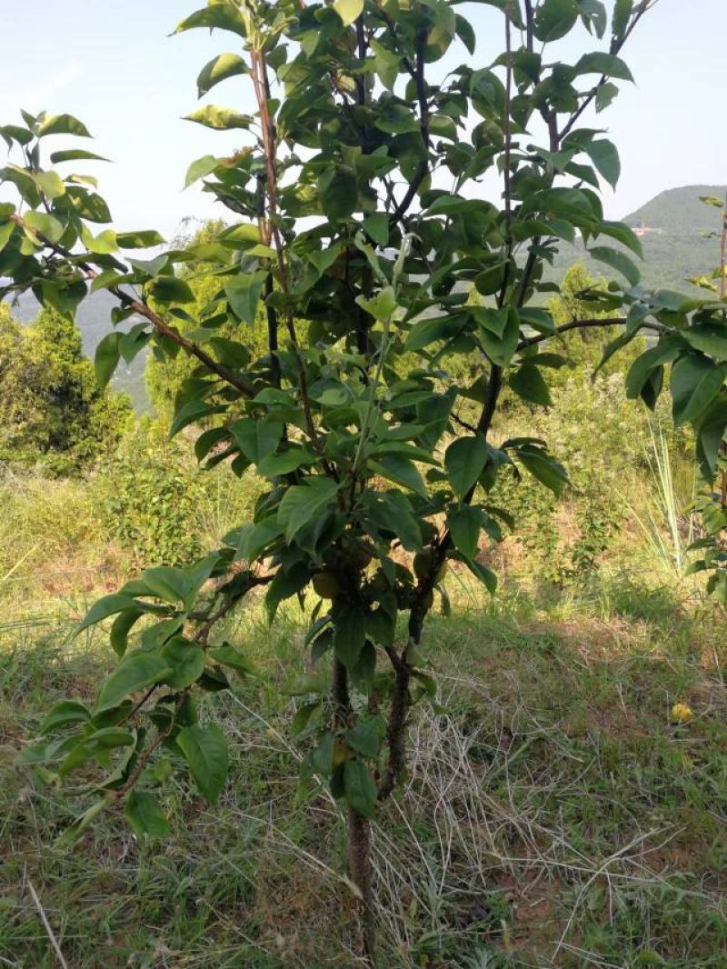 梨树，翠冠梨树都是五年的树，