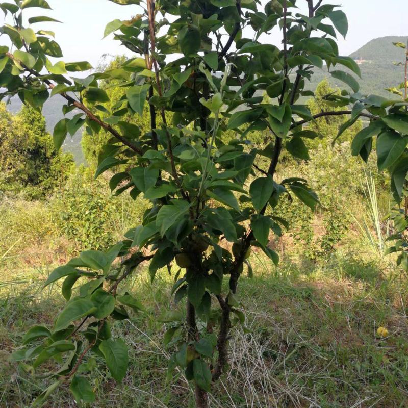 梨树，翠冠梨树都是五年的树，