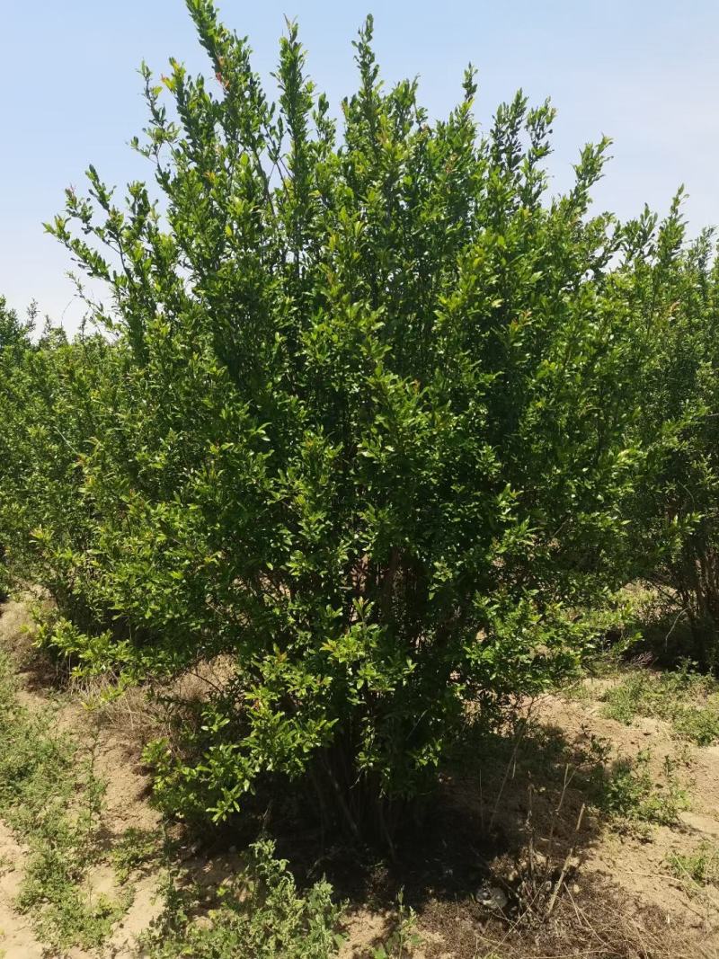 本公司长年出售大小规格丛生花石榴2～3.5冠量大欢迎选购