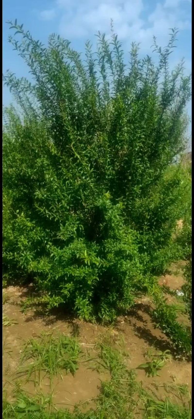 本公司长年出售大小规格丛生花石榴2～3.5冠量大欢迎选购
