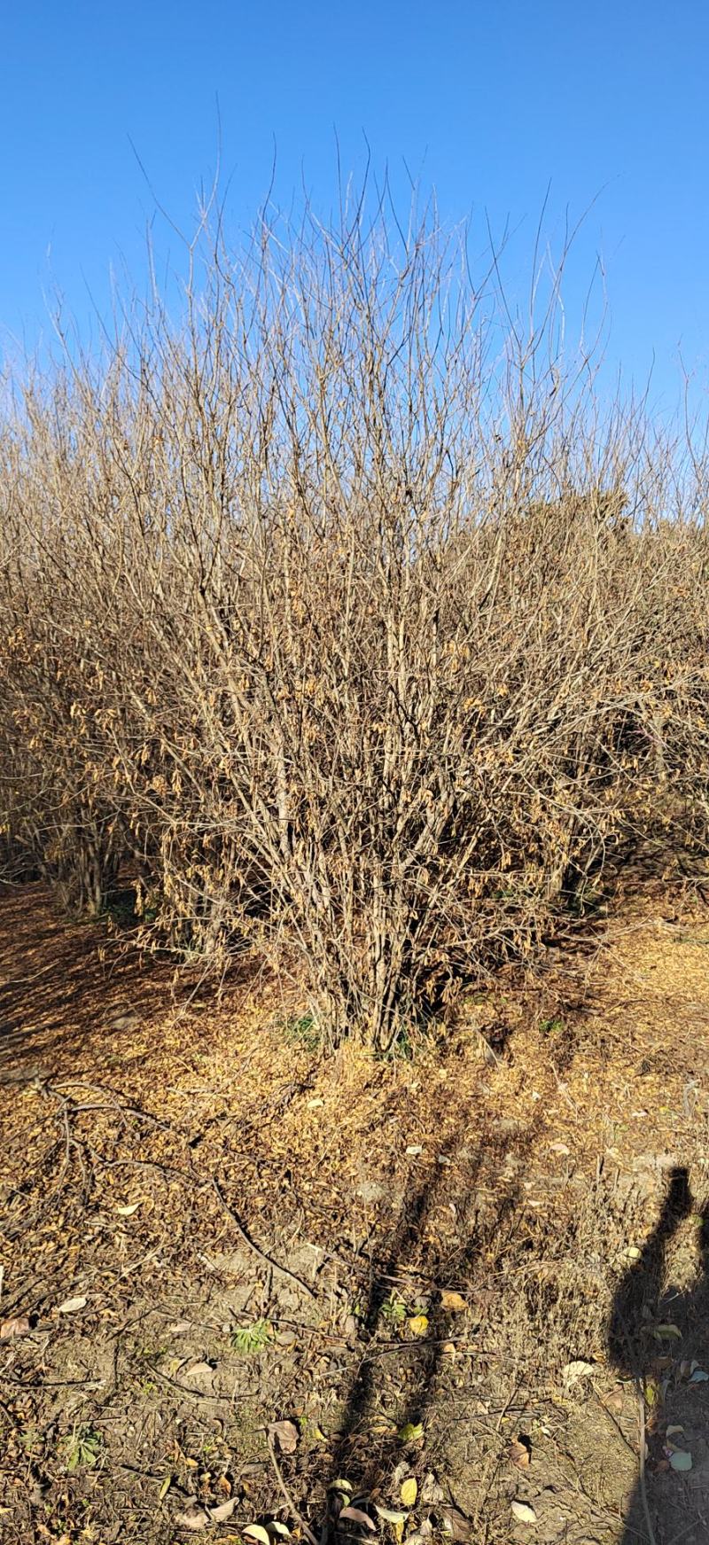 本公司长年出售大小规格丛生花石榴2～3.5冠量大欢迎选购