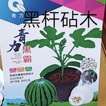 西瓜砧木嫁接西瓜种易管理抗病性强抗裂糖度比其它增加1度口