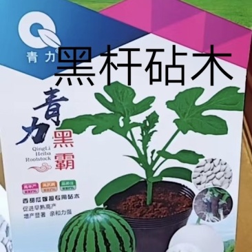 西瓜砧木嫁接西瓜种易管理抗病性强抗裂糖度比其它增加1度口