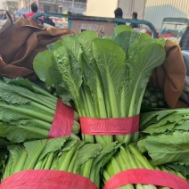 精品小白菜基地直供货源充足欢迎新老客户订购
