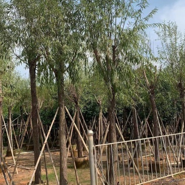 柳树，本苗圃大量出售各规格品种，欢迎大家前来选购