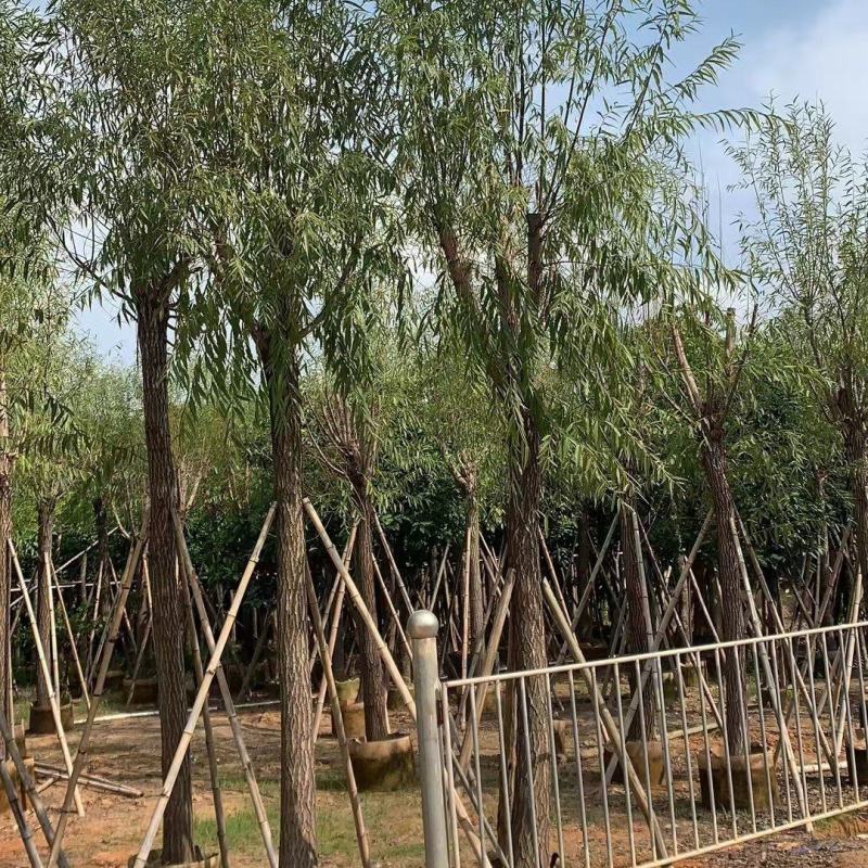 柳树，本苗圃大量出售各规格品种，欢迎大家前来选购