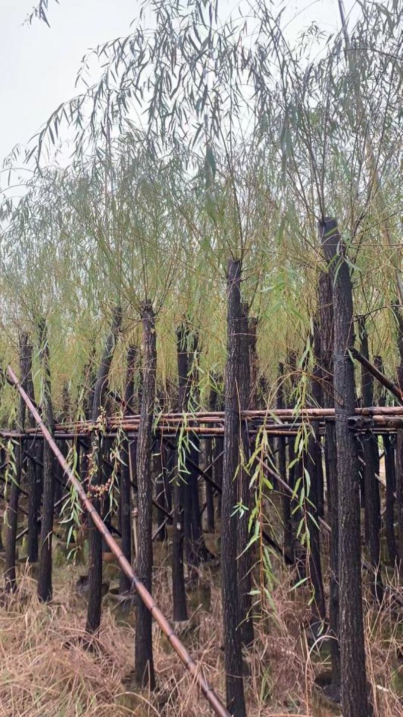柳树，本苗圃大量出售各规格品种，欢迎大家前来选购