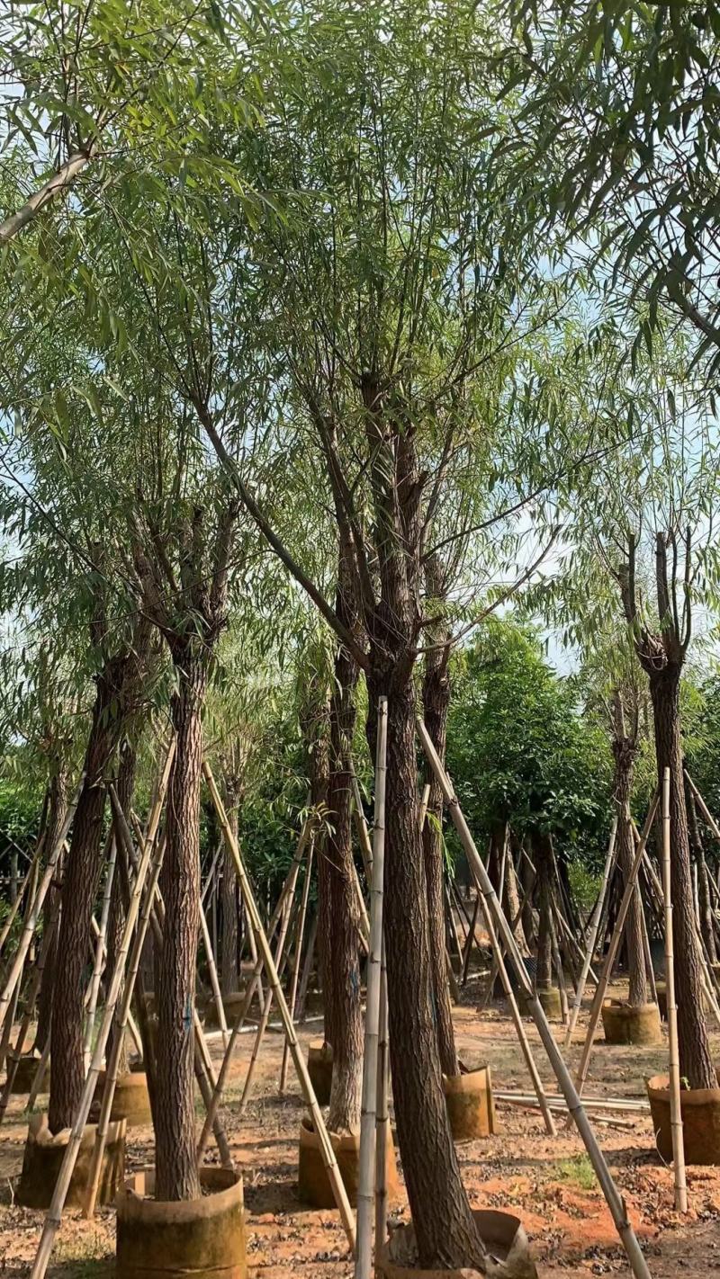 柳树，本苗圃大量出售各规格品种，欢迎大家前来选购