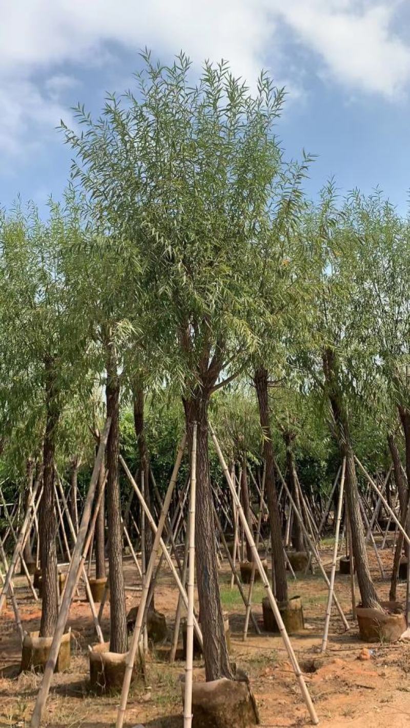 柳树，本苗圃大量出售各规格品种，欢迎大家前来选购