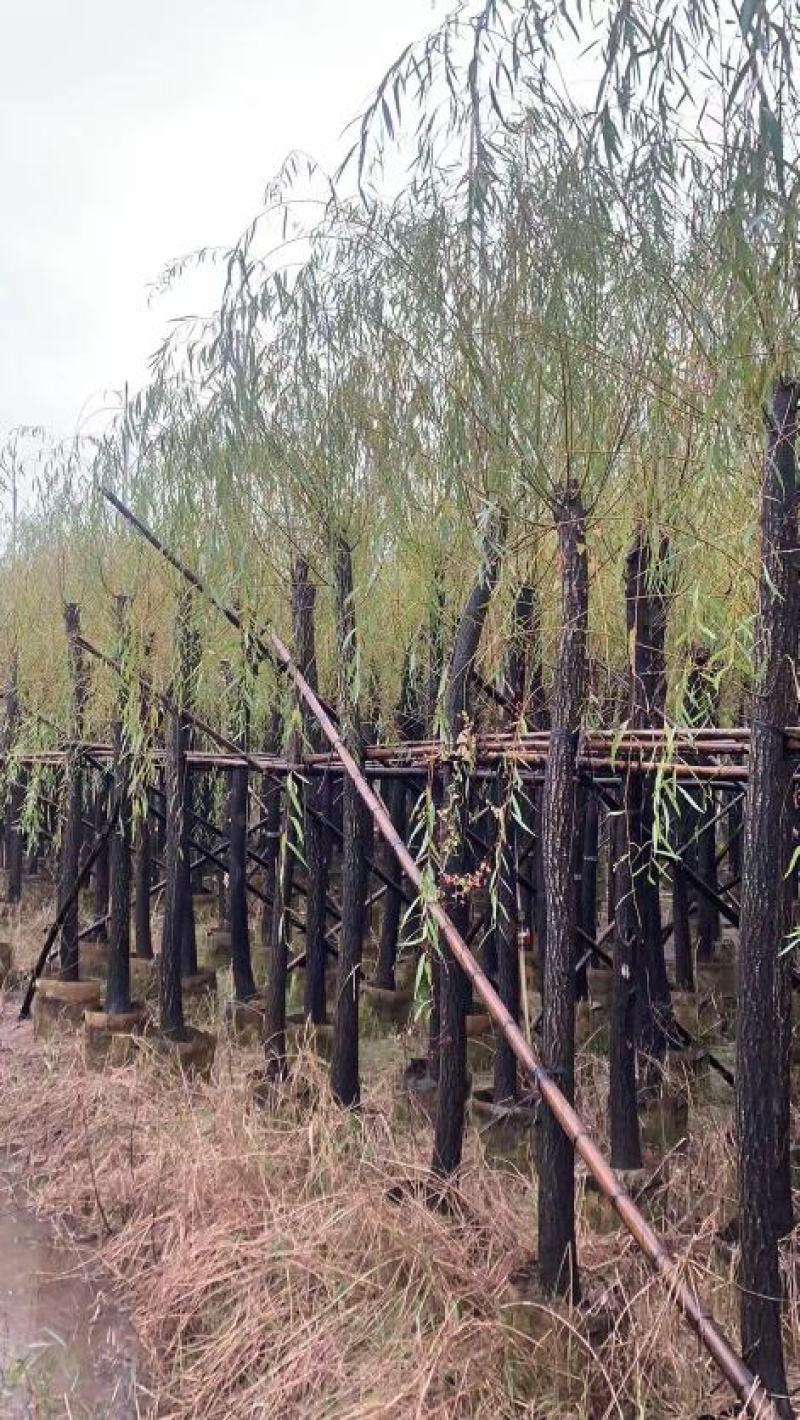 柳树，本苗圃大量出售各规格品种，欢迎大家前来选购