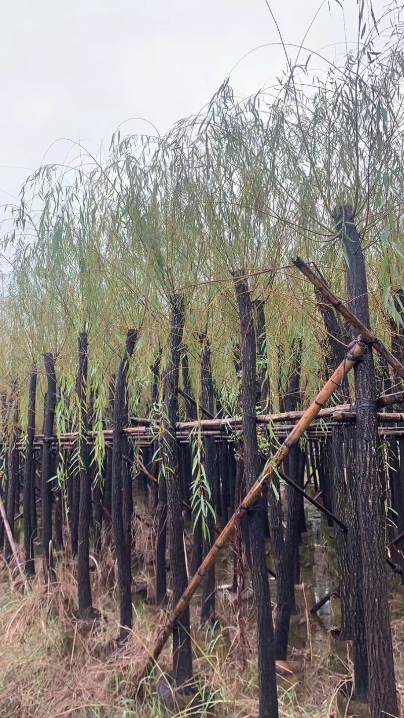 柳树，本苗圃大量出售各规格品种，欢迎大家前来选购