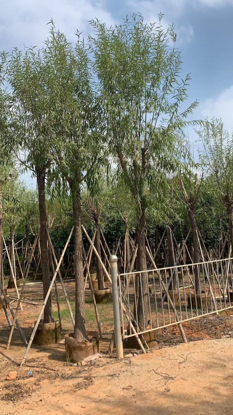 柳树，本苗圃大量出售各规格品种，欢迎大家前来选购