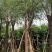柳树，本苗圃大量出售各规格品种，欢迎大家前来选购