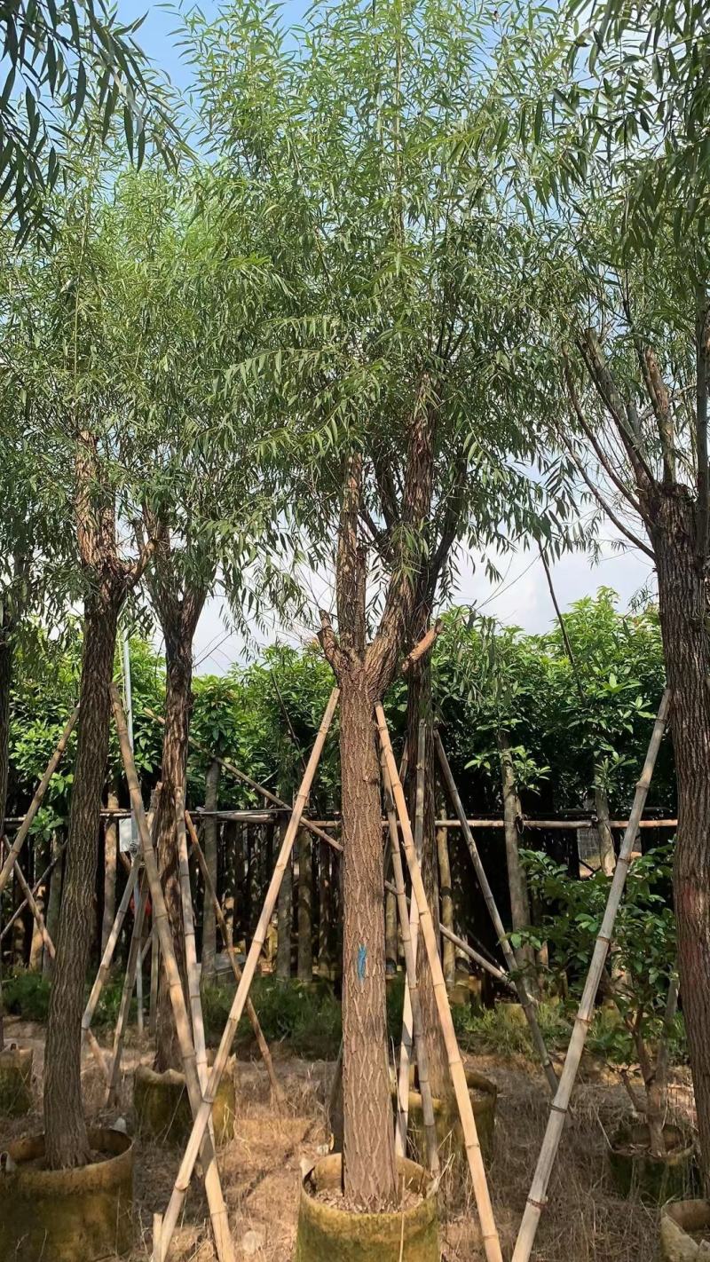 柳树，本苗圃大量出售各规格品种，欢迎大家前来选购
