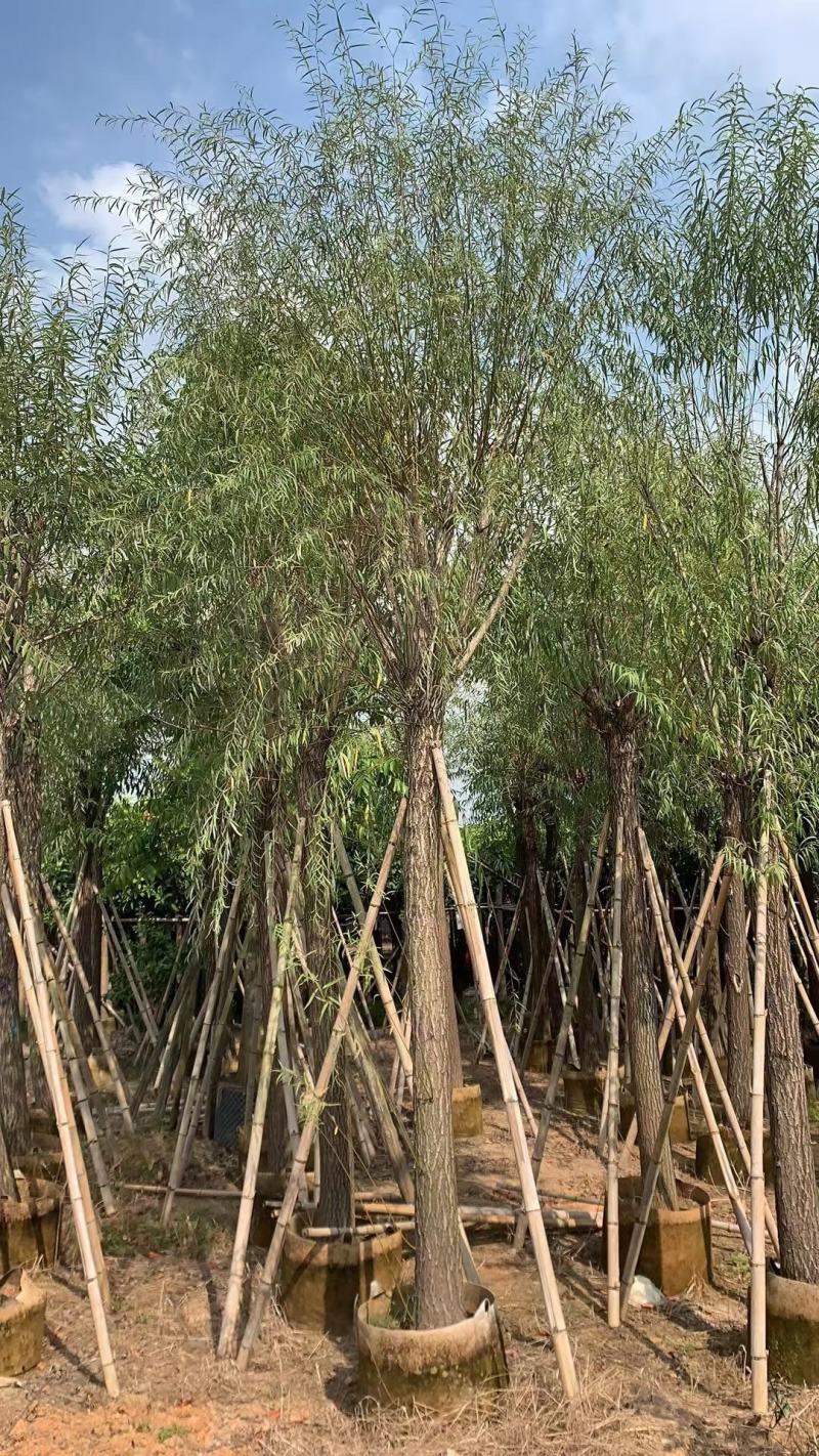柳树，本苗圃大量出售各规格品种，欢迎大家前来选购